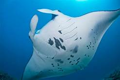 Komodo and Diving Tour 3D/2N